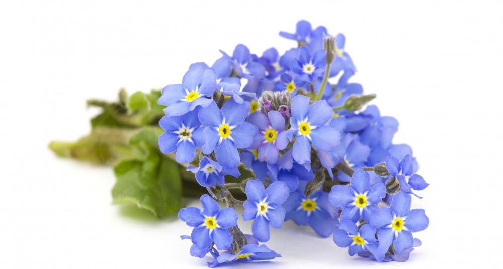 Forget Me Not small